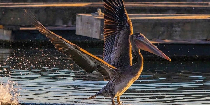 pelicano muerto