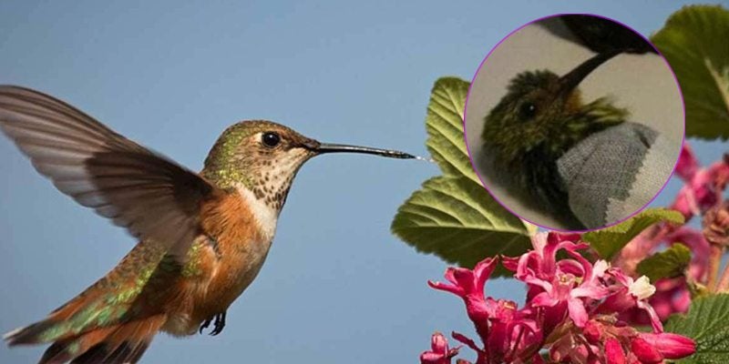 San Valentín trafico de colibríes