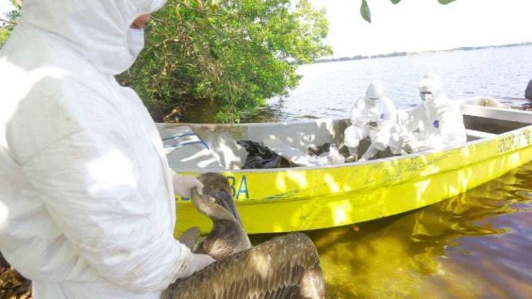 Pelicanos muertos por gripe aviar Honduras