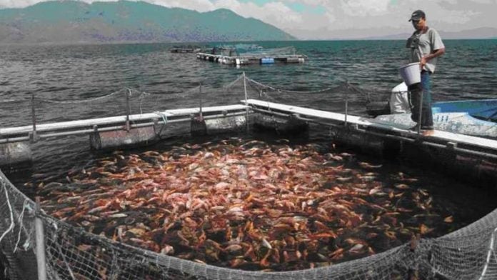 Productores de tilapia en Yojoa