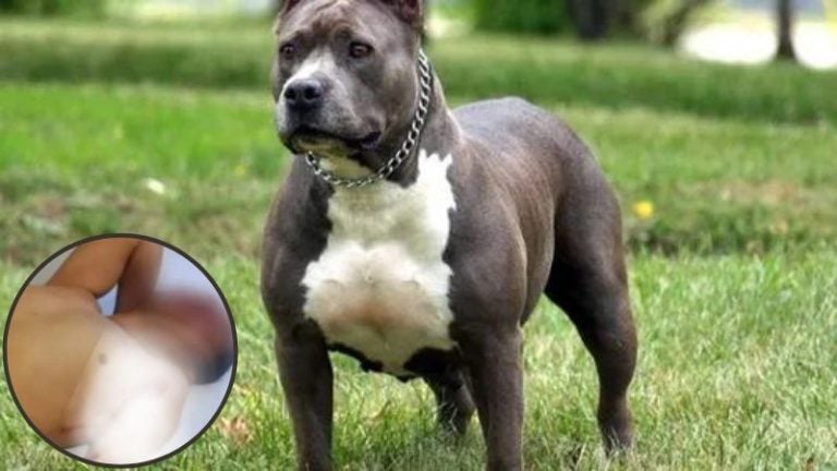 Ataque de «pitbulls» deja 3 hombres heridos en Lempira