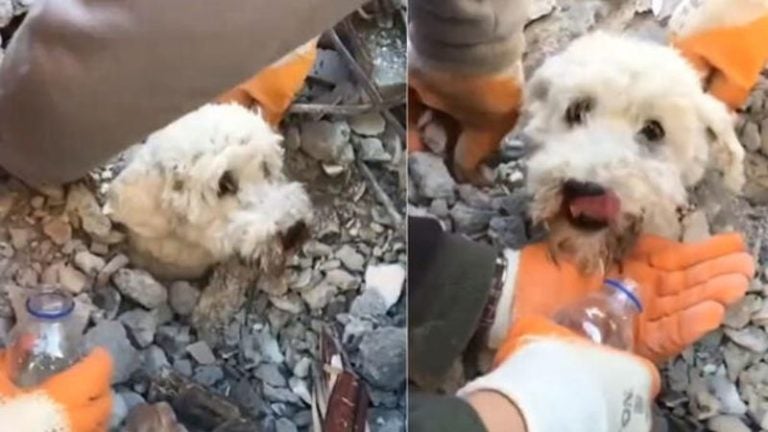 Turquía: Rescatan perrito soterrado entre escombros de edificio