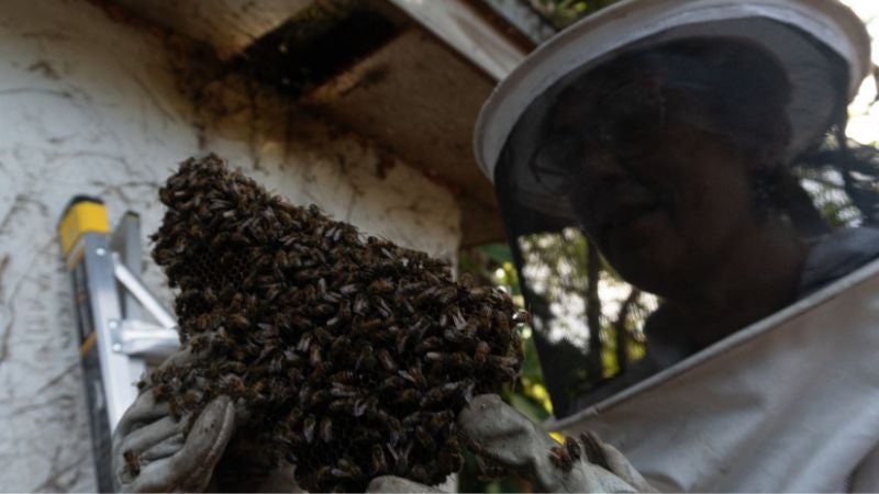 Defensora de las abejas' retira colmenas de forma ecológica en EEUU