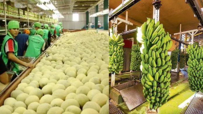 exportación de frutas y verduras a EEUU