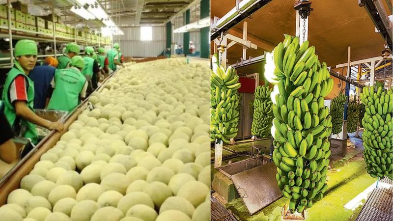 exportación de frutas y verduras a EEUU