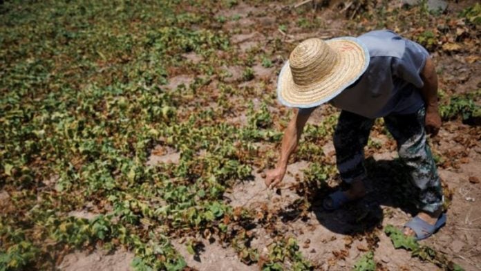 temperaturas altas afectarán cosecha