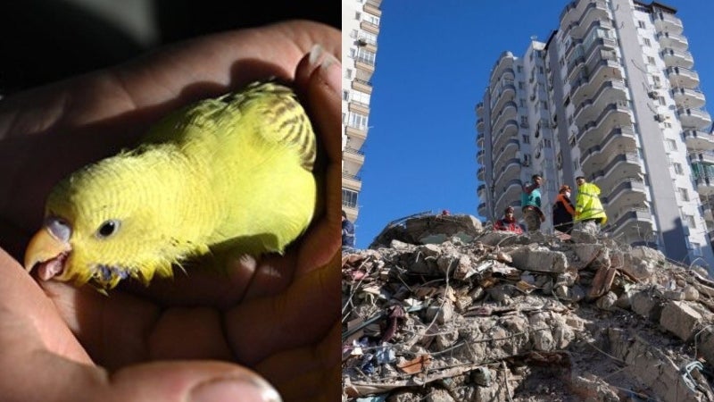 rescatan a un loro escombros en Turquía