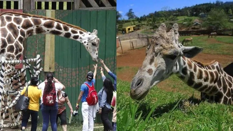OAB muerte de jirafa “Big Boy”