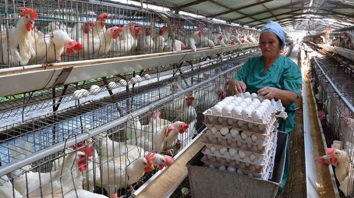 avicultores Gobierno costo de los huevos