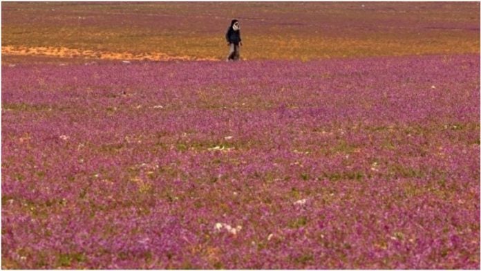 Flores Arabia Saudita