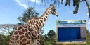 zoologico-3