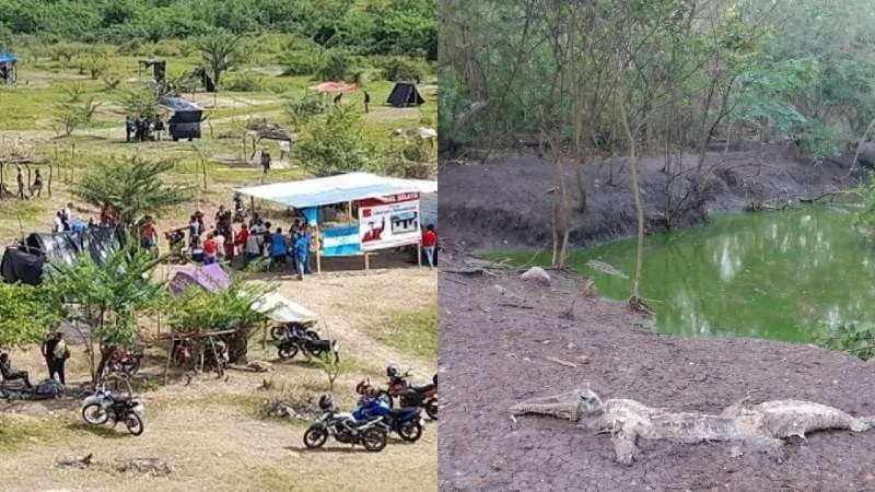Muerte de cocodrilos en San Manuel