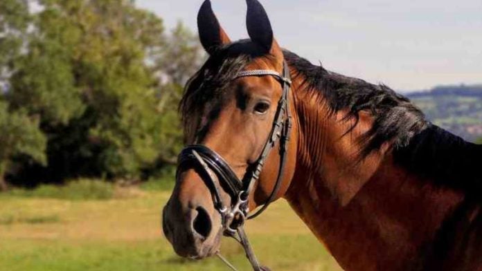 Caballos destazados en Puerto Cortés