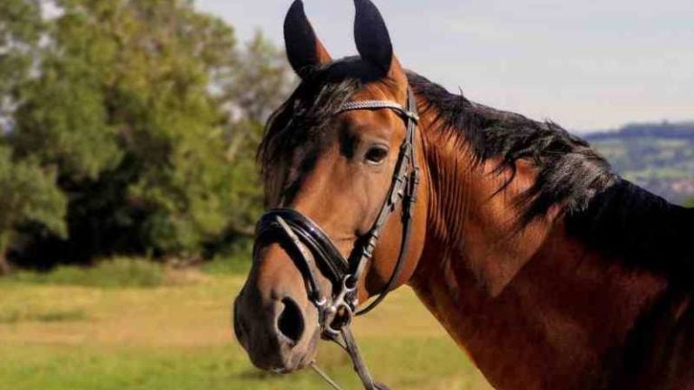 Caballos destazados en Puerto Cortés