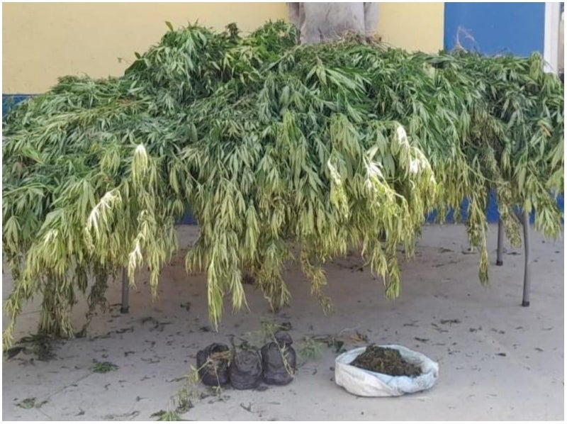 Decomisan marihuana en Colón (3)