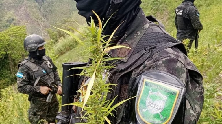 Aseguran 9 mil plantas de marihuana en sector montañoso de Tocoa