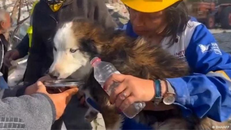 Rescatan en Turquía al perro Alex