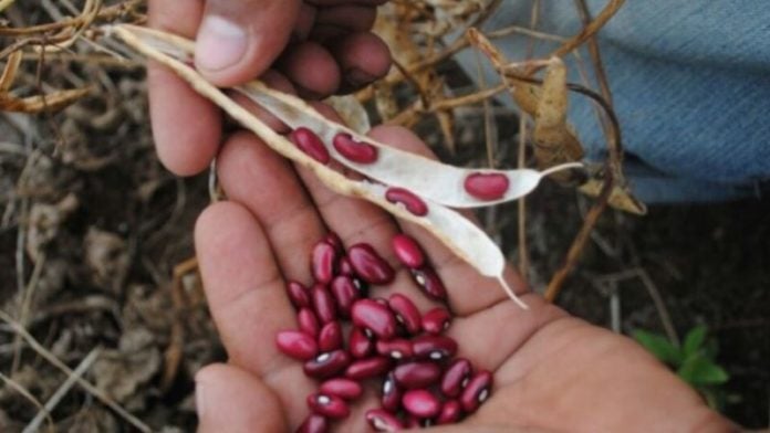 postrera tardía de frijoles Honduras