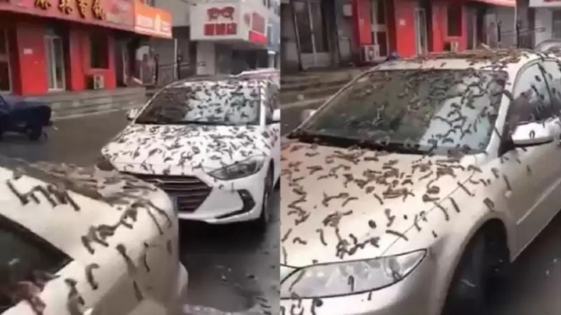 llueven gusanos en China