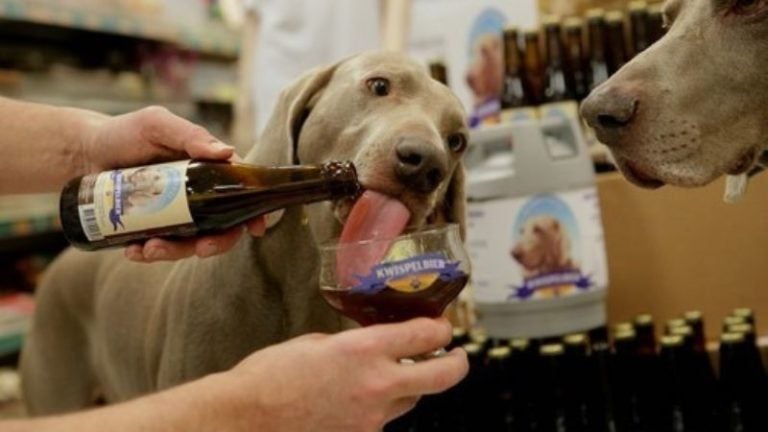 cerveza para perros