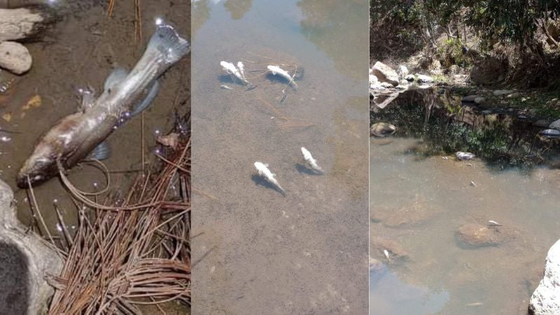 Peces muertos en río de Siguatepeque