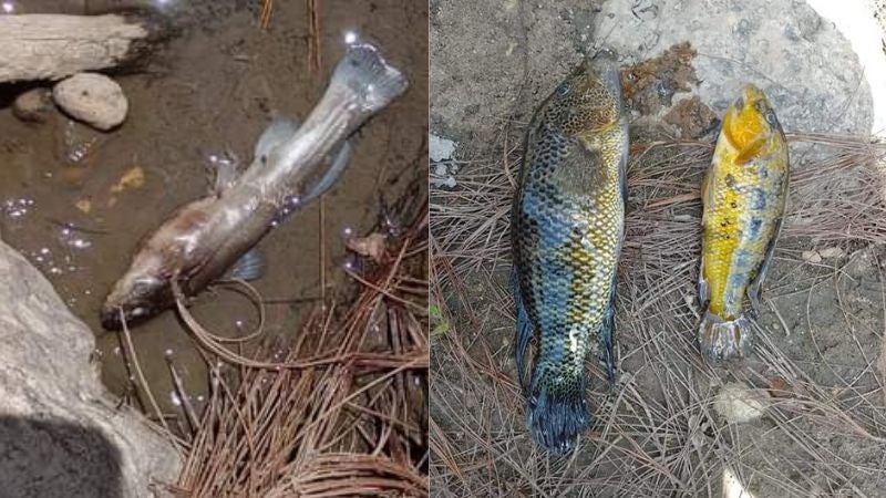 Peces muertos en río de Siguatepeque