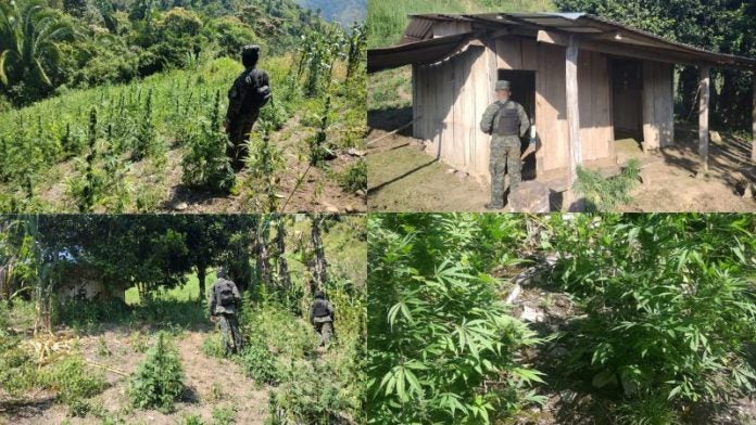 Localizan plantación marihuana Tocoa