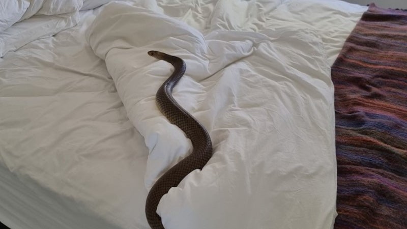 serpiente cama Australia