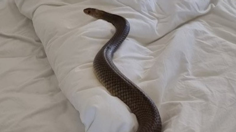 serpiente cama Australia