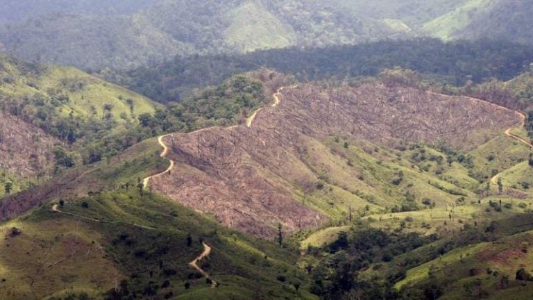 Miles de hectáreas de bosque se pierden por narcotráfico e invasiones