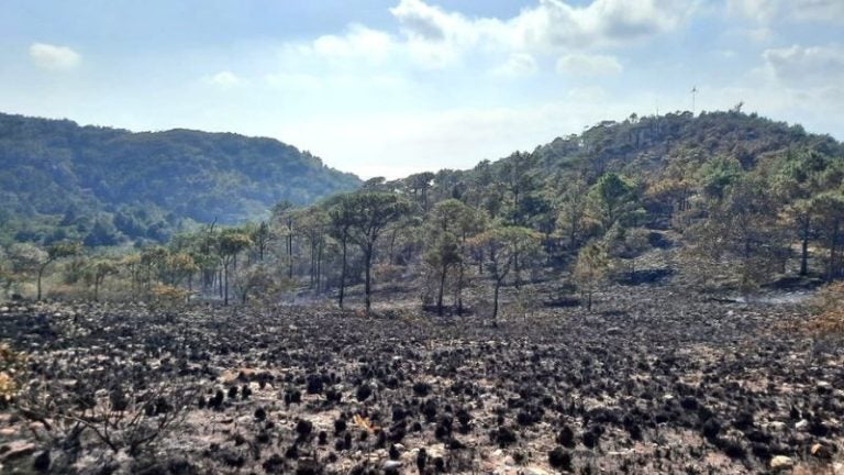 Incendio forestal consume varias hectáreas de bosque en Guanaja