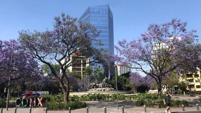 Jacarandás en flor