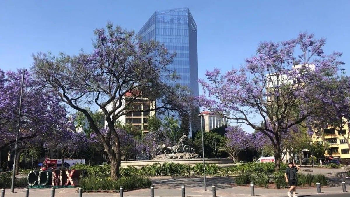 Jacarandás en flor