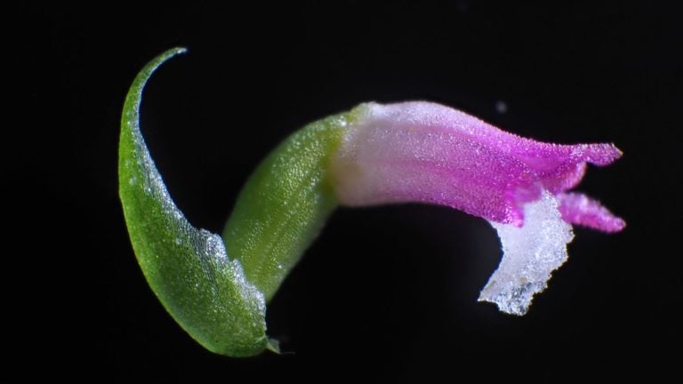 Orquídea parecida al cristal