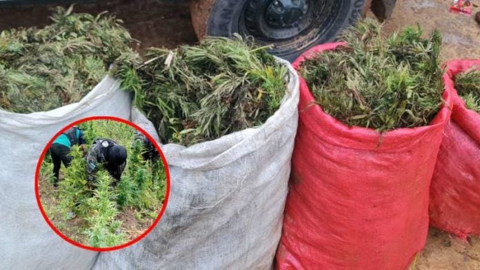 Marihuana en el Parque Nacional Montaña de Yoro