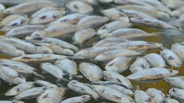 mueren peces en Australia. 