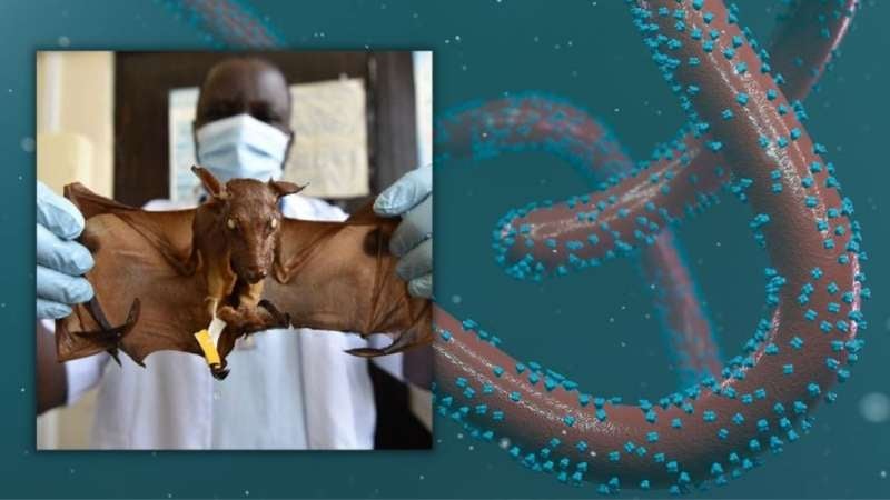 Virus de Marburgo en Guinea Ecuatorial