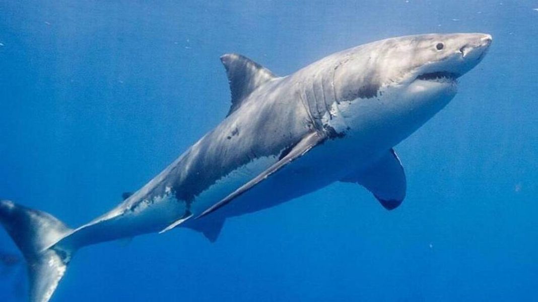 Familia atrapa tiburón blanco