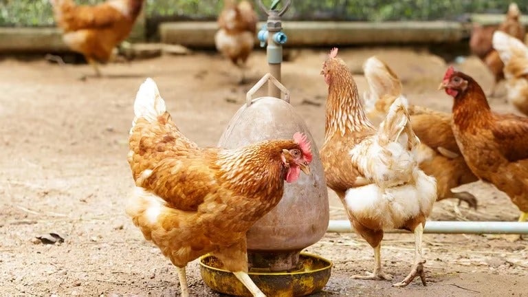 OMS confirma caso de gripe aviar