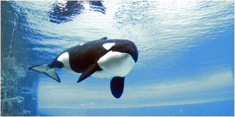 Kiska la orca más triste del mundo