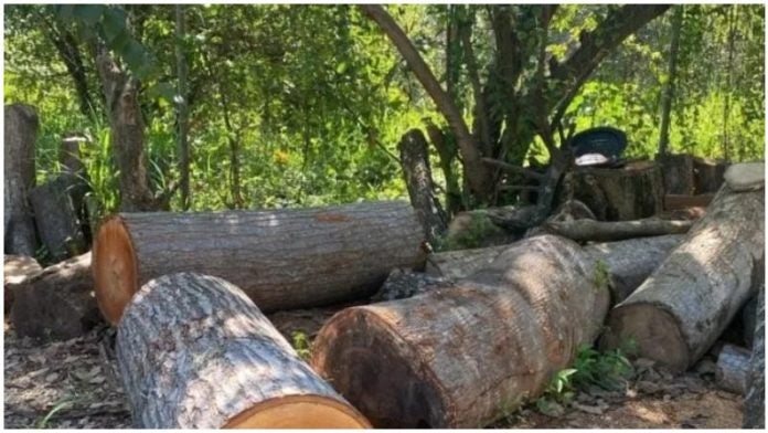 Madera decomisada en El Merendón