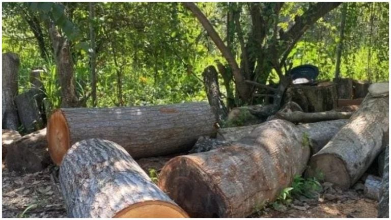 Madera decomisada en El Merendón