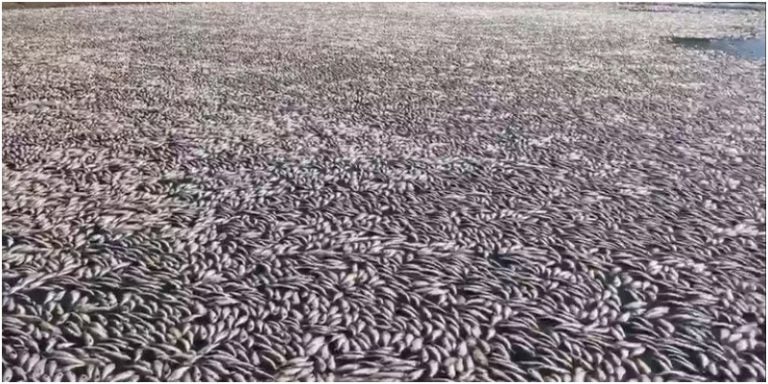 mueren peces en Australia