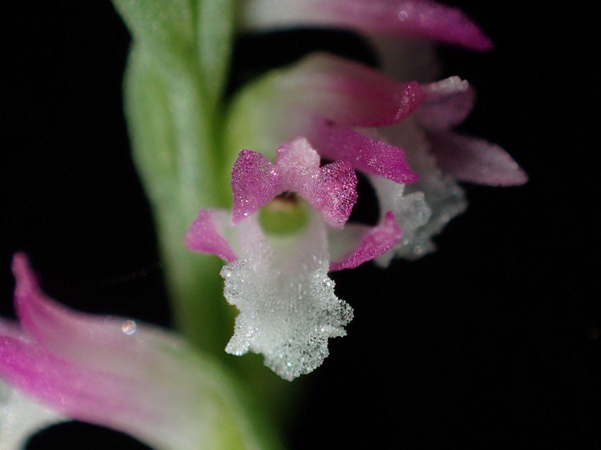 Nueva especie de orquídea parecida al cristal. 