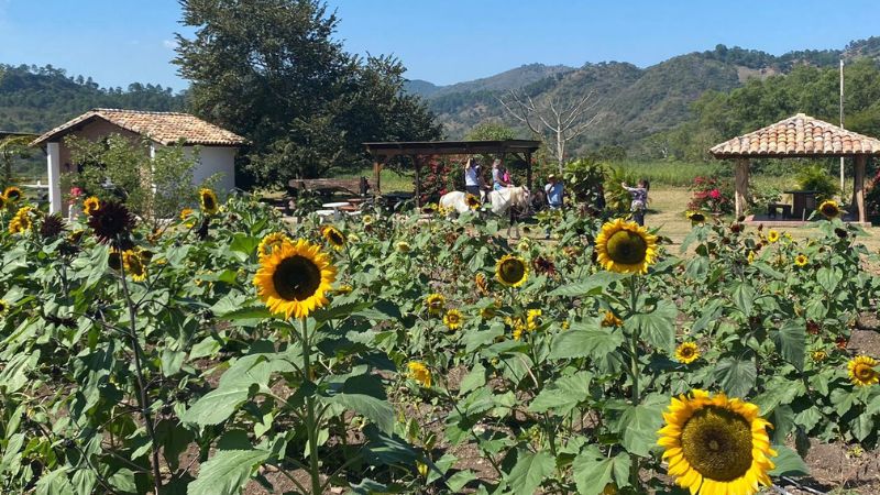 Girasoles 