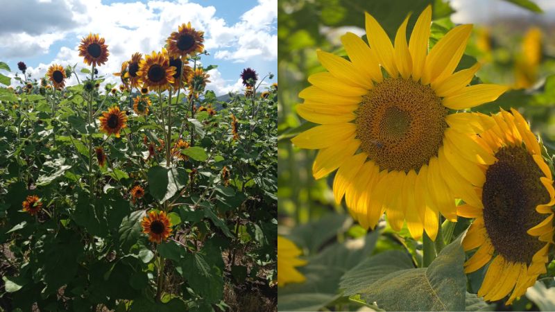 Girasoles Copán