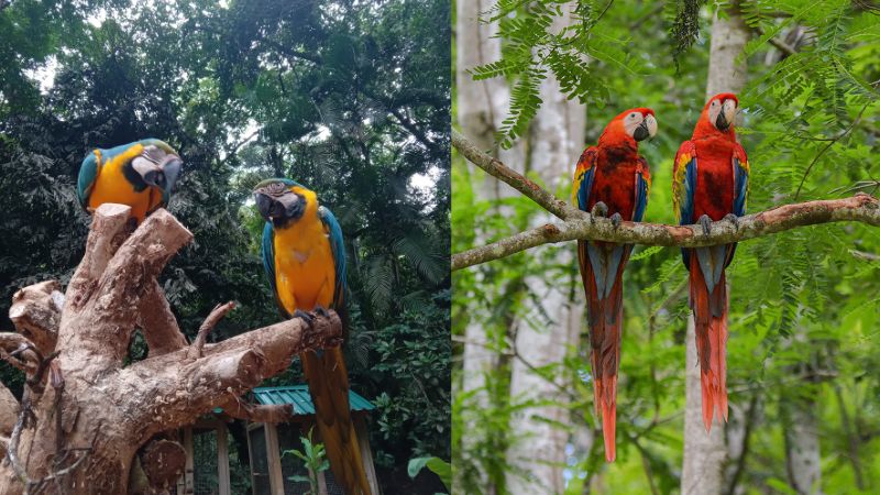 Macaw Montain 