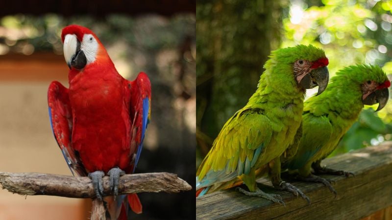 Aves