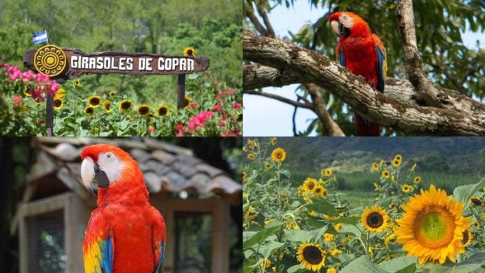 Girasoles guacamayas Copán Ruinas