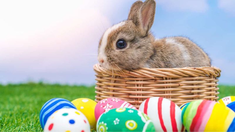 conejos y huevos en la Pascua